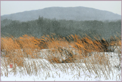 八甲田山.田代平高原　2
