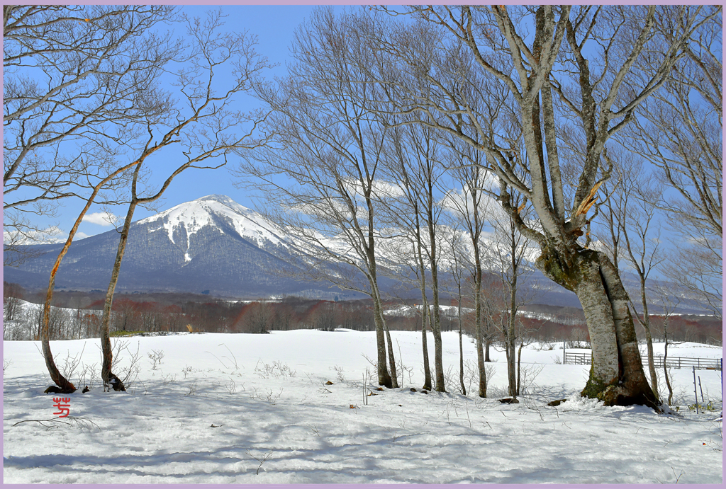 　雪のブナ樹　Ⅰ