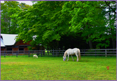 まきばのひととき　4