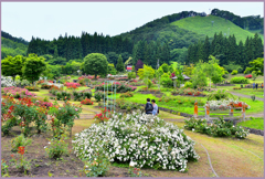 東八甲田ローズカントリー　Ⅲ