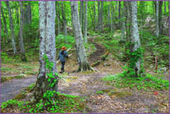「野鳥の森.小路」
