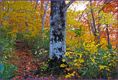 「ブナ紅葉」　2