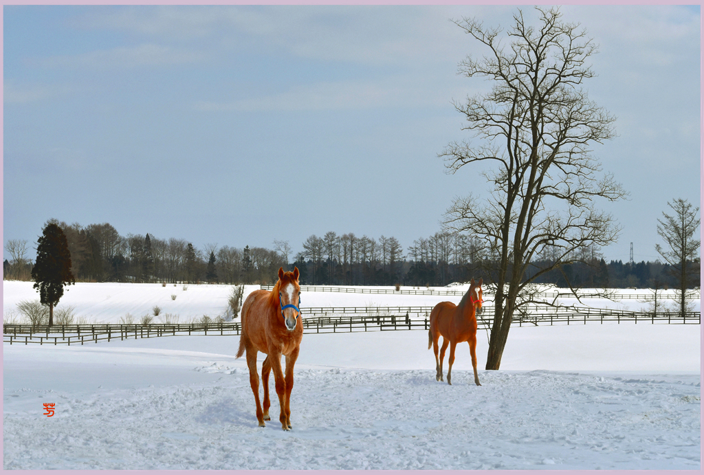 「2019　まきばの若仔馬 　Ⅱ」