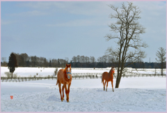 「2019　まきばの若仔馬 　Ⅱ」