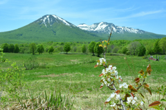 八甲田山の遅咲き桜