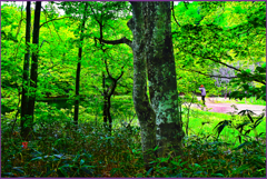 「新緑の長沼Ⅱ」