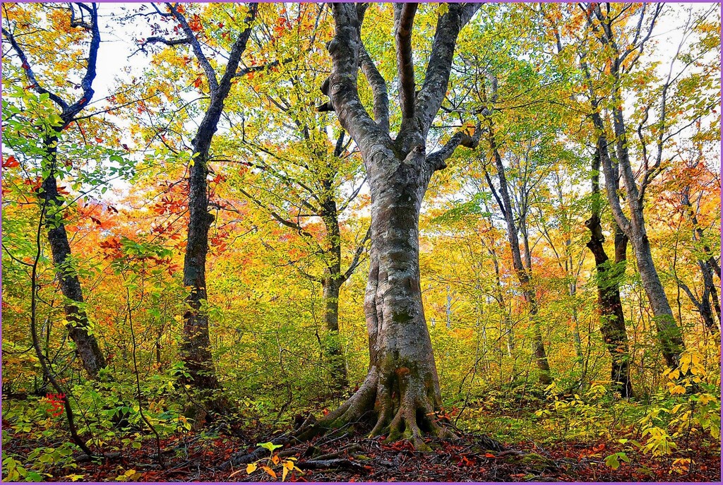 八甲田山「ブナ林の朝