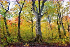 八甲田山「ブナ林の朝