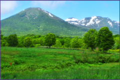 八甲田山「初夏.山麓  1」