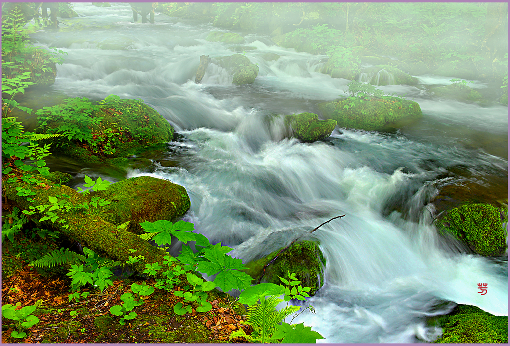 奥入瀬「奥瀬新緑」