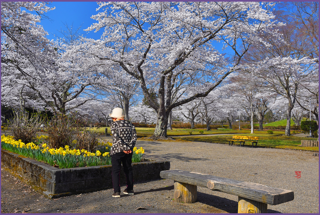 「花盛り」国史跡.七戸城跡