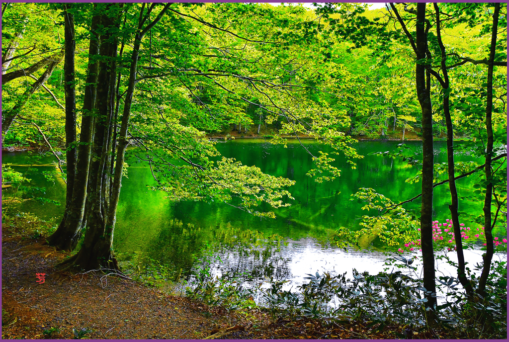 「神秘の菅沼」
