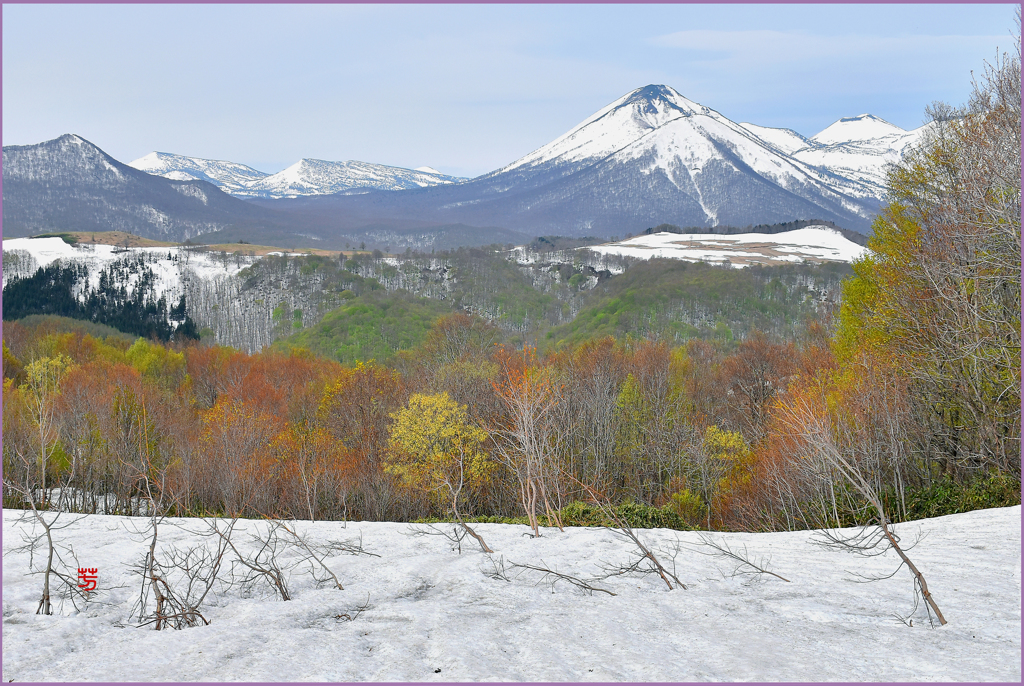 北八甲田山.春息吹　2