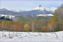 北八甲田山.春息吹　2