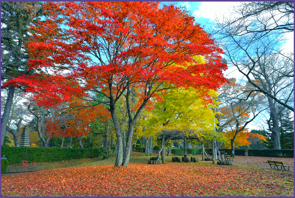 「柏葉公園.紅葉と黄葉　Ⅱ」