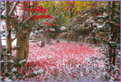 「もみじの庭園」