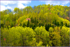 山里の萌黄　Ⅰ