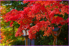 「紅もみじ.喝采」