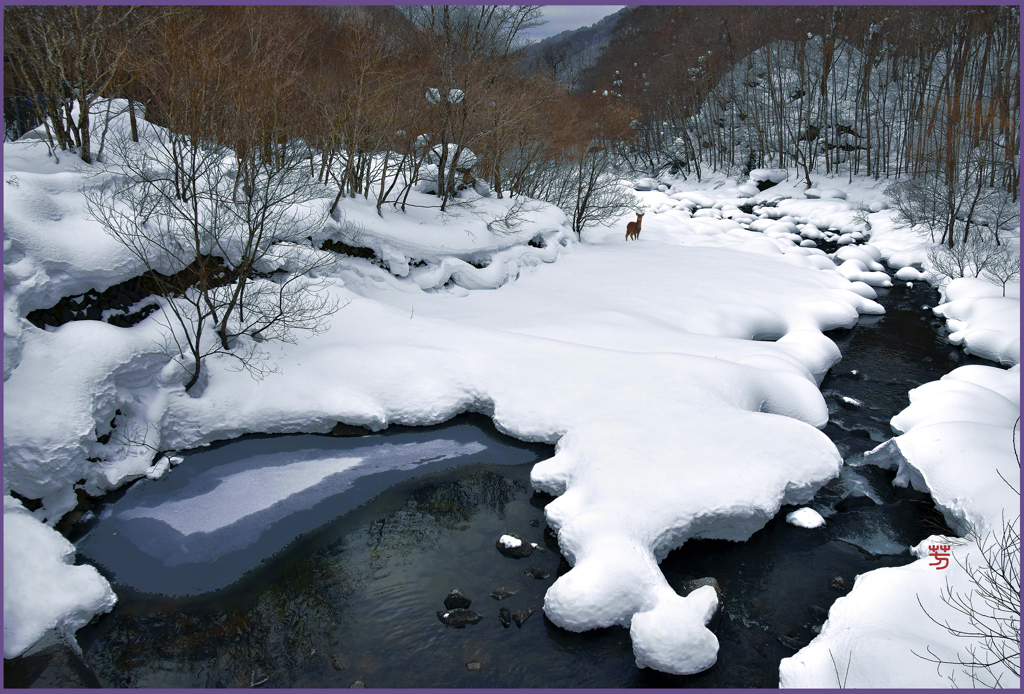 蔦川渓谷「カモシカとの遭遇」
