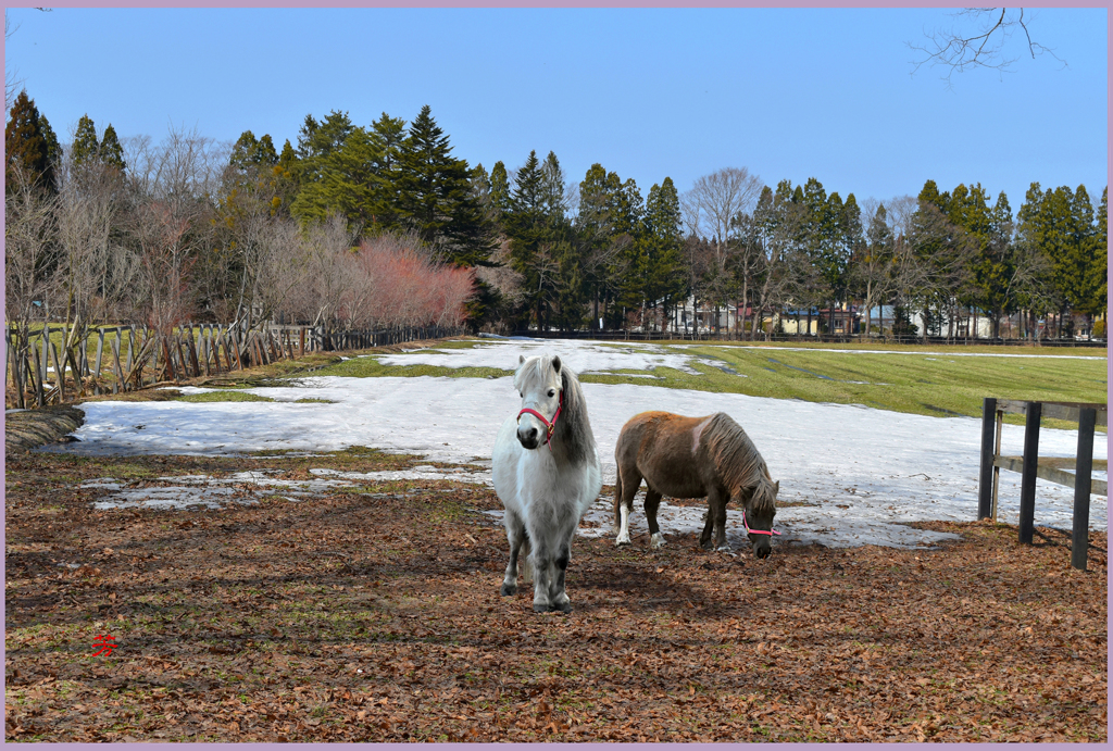 「2019 まきば残雪 Ⅲ」