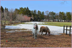 「2019 まきば残雪 Ⅲ」