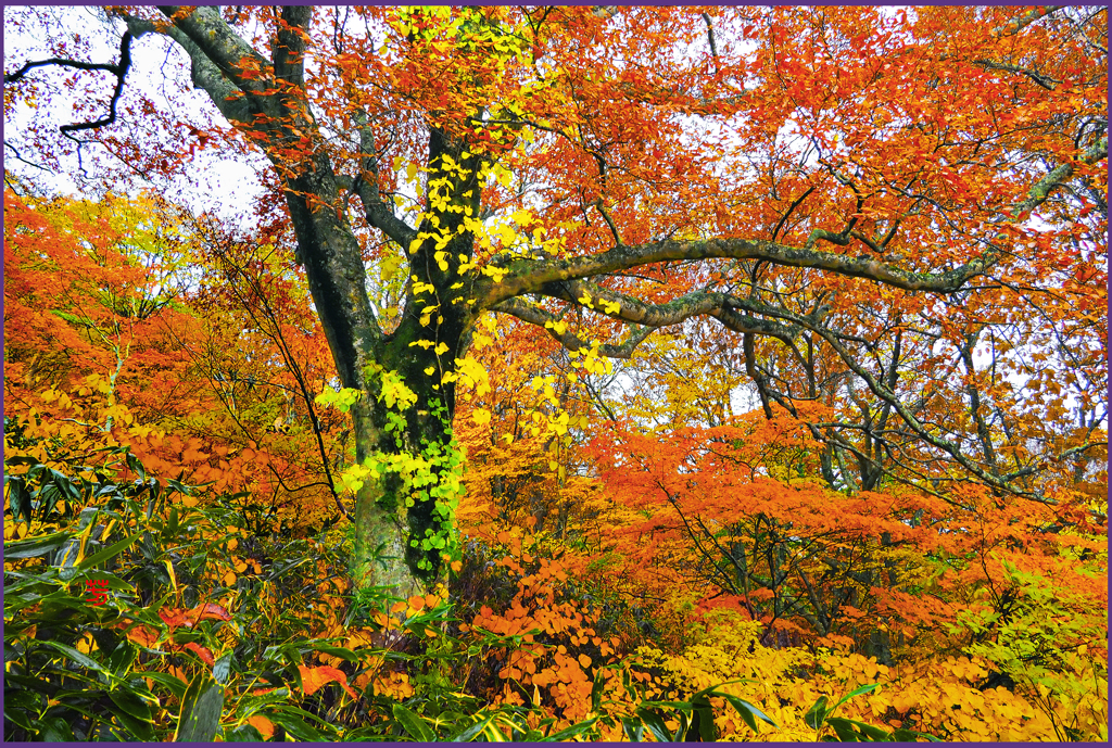 @@@＠ブナ林紅葉　4