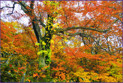 @@@＠ブナ林紅葉　4