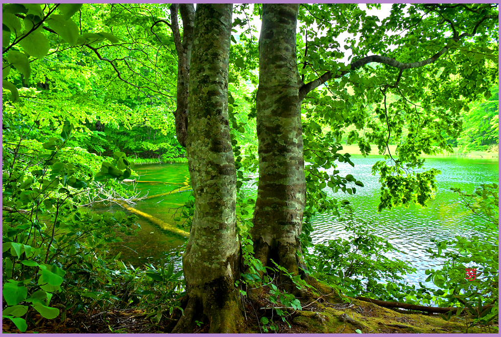 ＠菅沼.夫婦ブナ