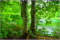 ＠菅沼.夫婦ブナ