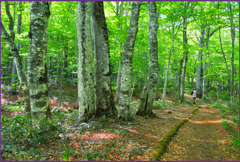 新緑のブナ小路　Ⅲ」