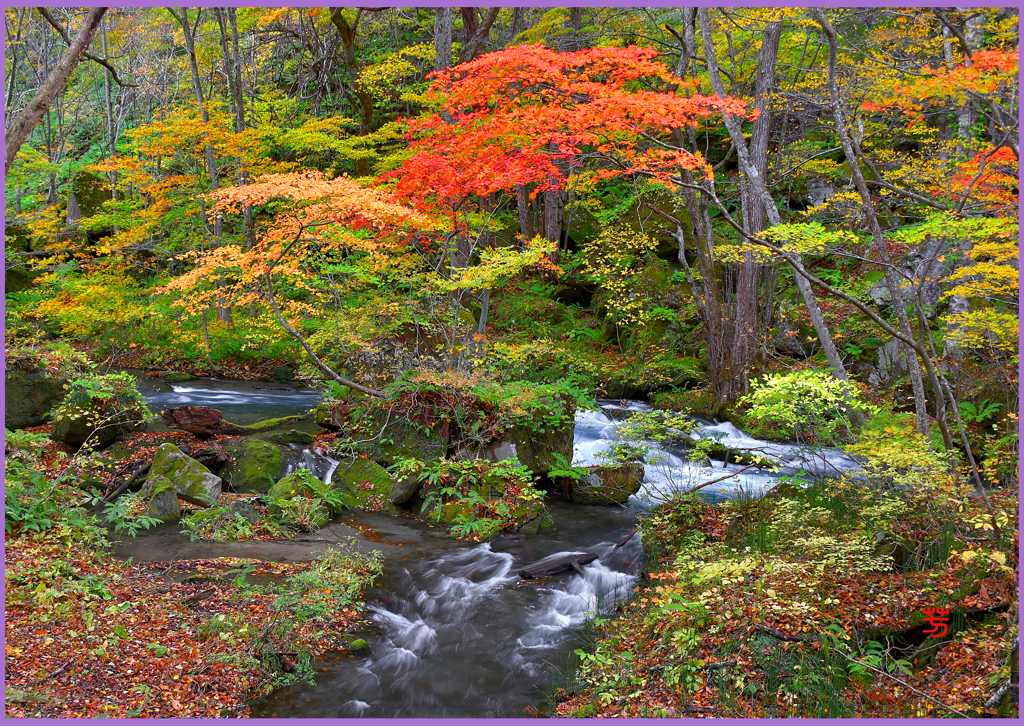 奥入瀬渓流「渓流庭園」