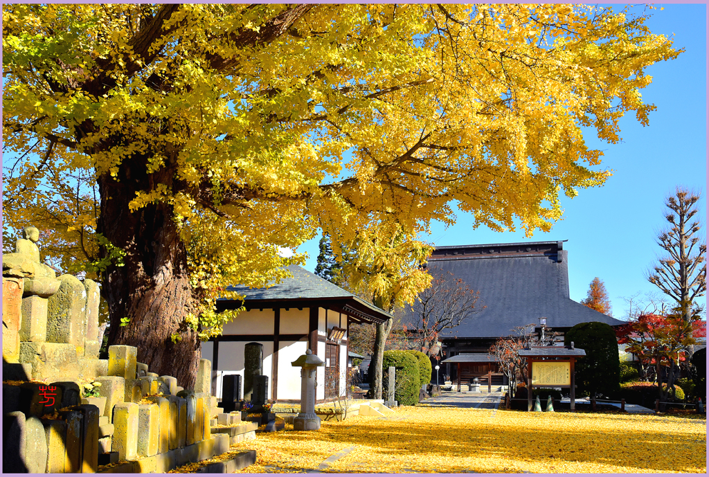 大銀杏舞う　Ⅱ