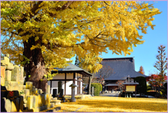 大銀杏舞う　Ⅱ