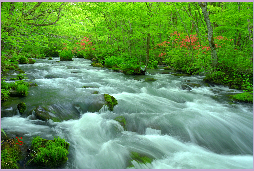 奥入瀬　「ツツジ咲く.下三乱れの流れ」Ⅱ