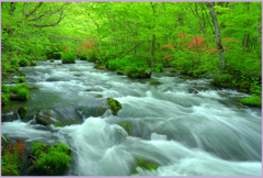 奥入瀬　「ツツジ咲く.下三乱れの流れ」Ⅱ