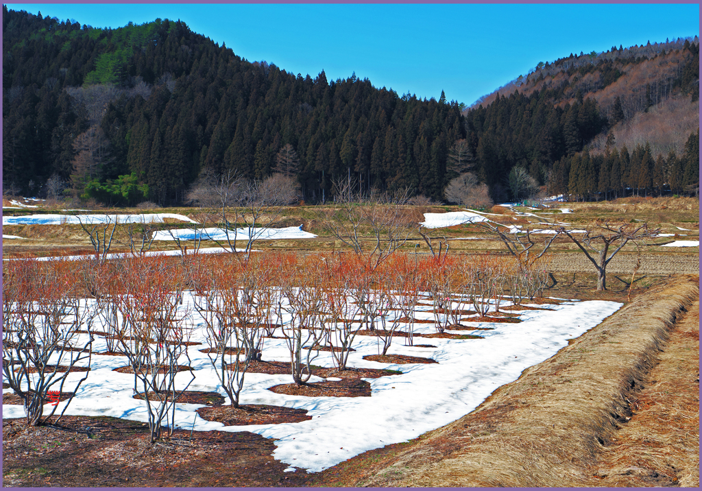 「山里の残雪」