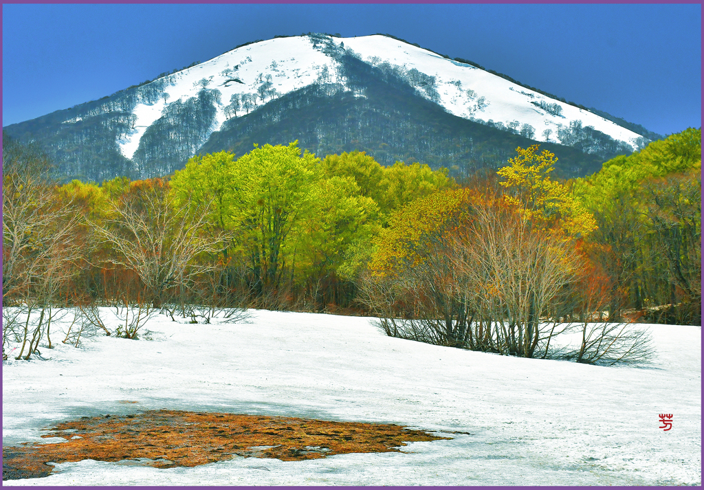 「残雪と春もみじ」