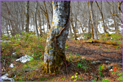 春のブナ肌　Ⅱ