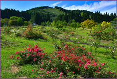 「東八甲田ローズカントリー」4