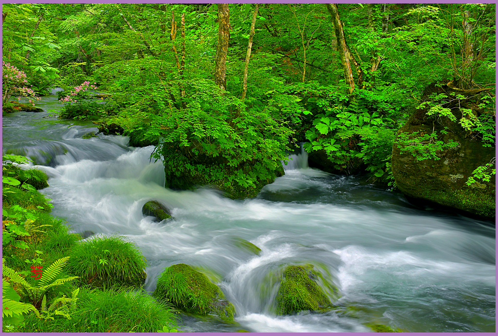 奥入瀬「ウツギ花咲く.下石ヶ戸」　