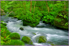 奥入瀬「ウツギ花咲く.下石ヶ戸」　