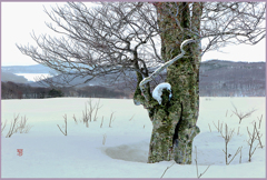 田代平の厳冬ブナ