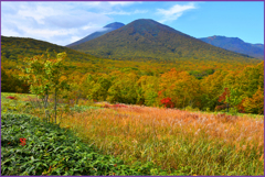 「八甲田山.雛岳紅葉」　1
