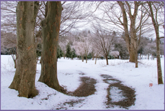 「雪桜」