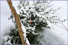 「雪の朝」