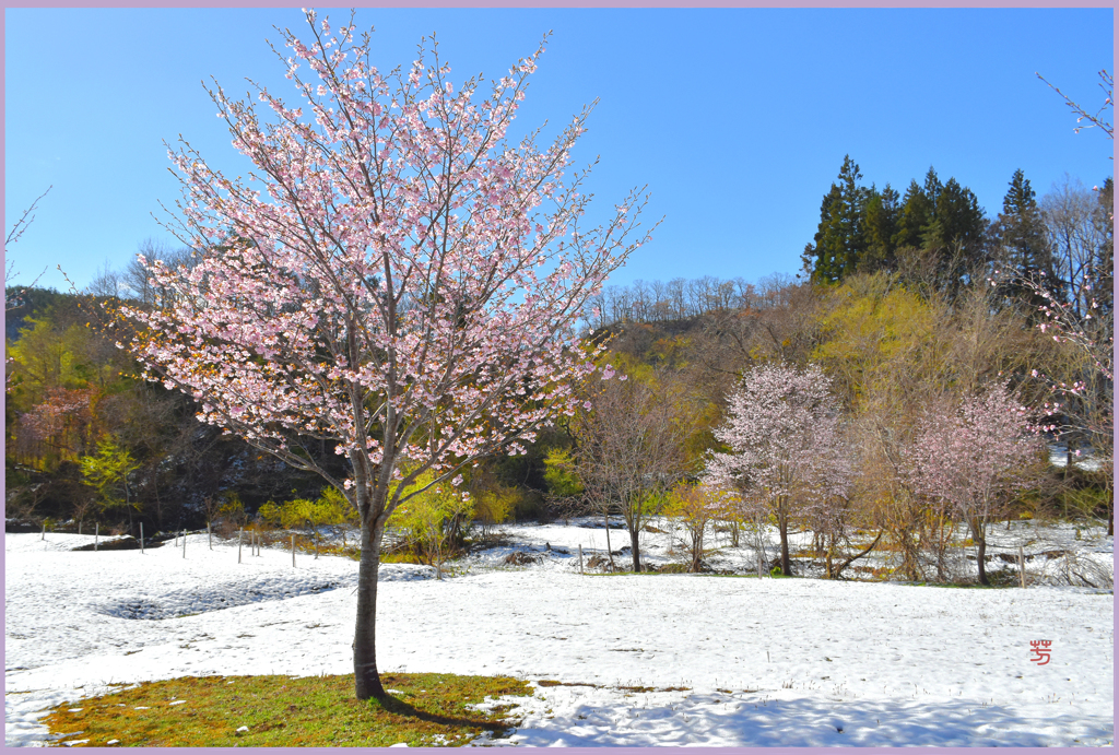 平成の名残り雪 4 By 火星人 2号 Id 8656549 写真共有サイト Photohito