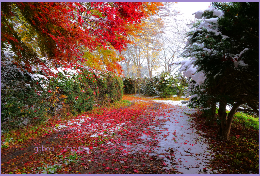 「落ち葉の路　2」