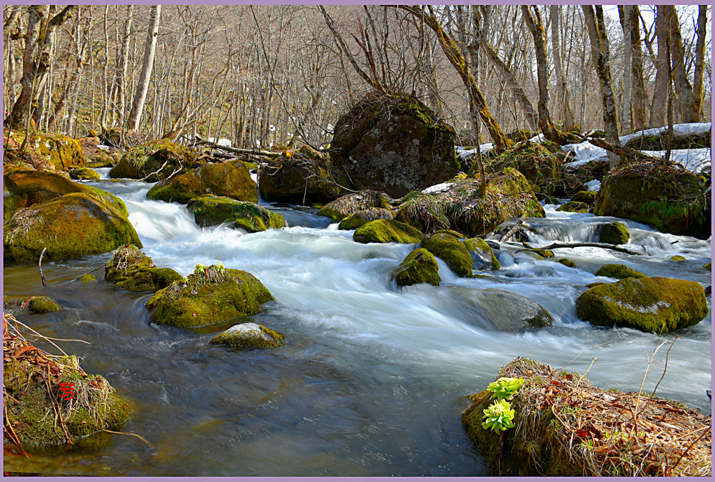 残雪.奥入瀬渓流