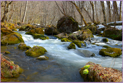 残雪.奥入瀬渓流