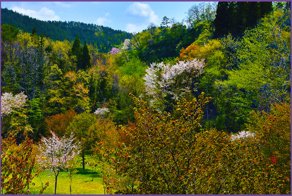 「里山の春紅葉」